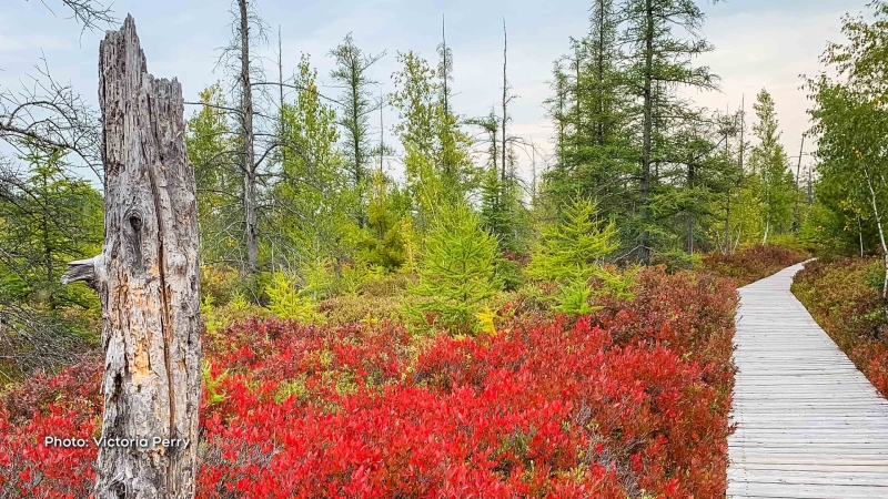 Autumn reds coming through nicely at Mer Bleu Bog. (Victoria Perry/CTV Viewer)