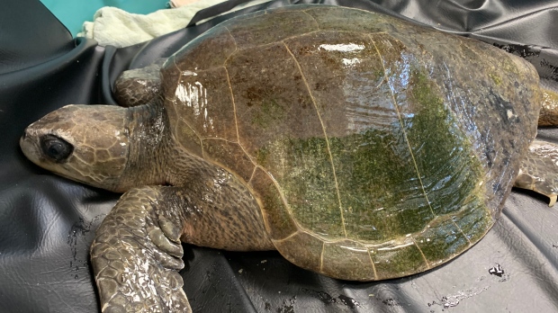 Rare tropical sea turtle rescued in Port Alberni | CTV News