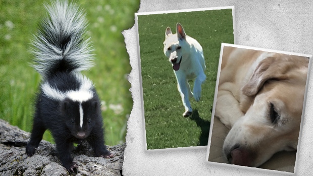 Best way to get the skunk smell out of your pets | CTV News