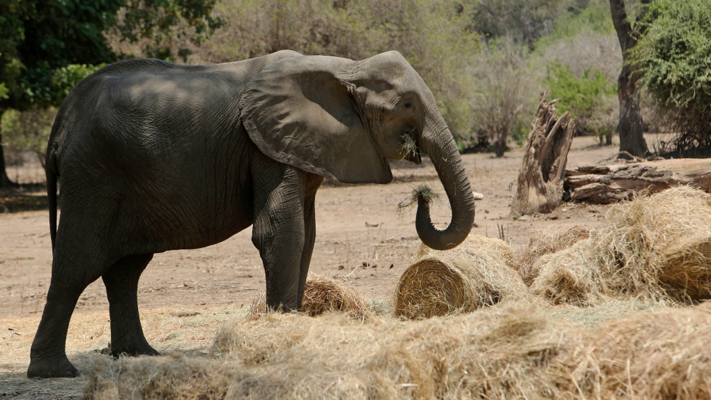Zimbabwe's severe drought killing elephants, other wildlife | CTV News
