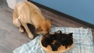 A Good Samaritan brought this pup and her adopted 'babies' in to the Pet and Wildlife Rescue in Chatham, Ont. after spotting the stray dog sheltering the five kittens at the side of the road. (Pet and Wildlife Rescue)