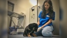 Hunter is now recovering from surgery at the Winnipeg Humane Society. (Glenn Pismenny/CTV News.)