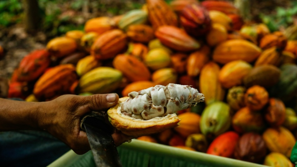 Cocoa farm brazil