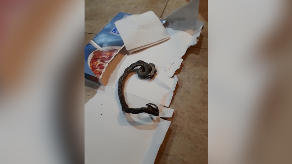 Creepy': Family finds snake in oven with pizza | CTV News