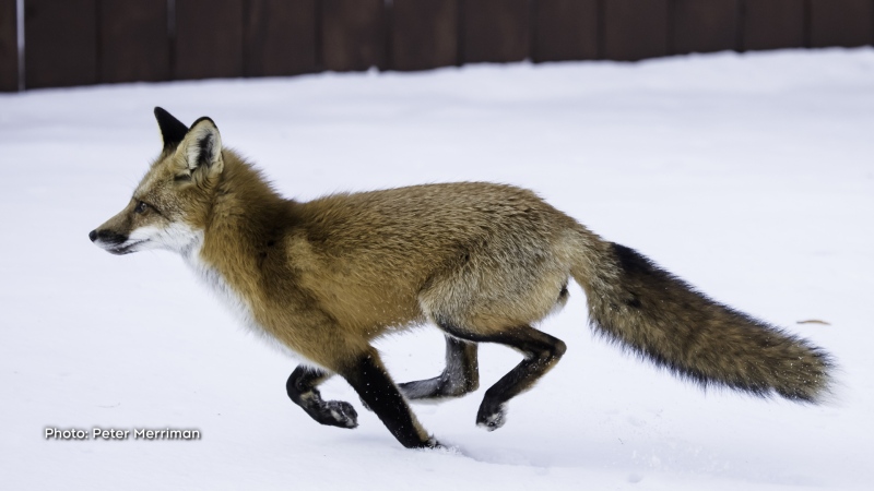 The Stittsville fox continues to be active. He is a regular visitor to our yard. (Peter Merriman/CTV Viewer)