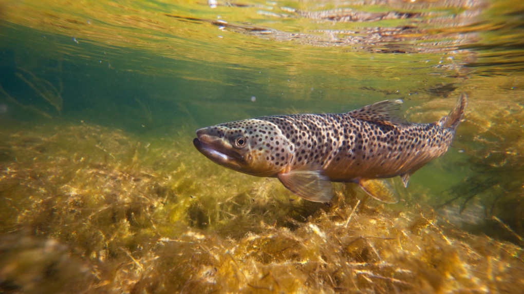 Trout iStock