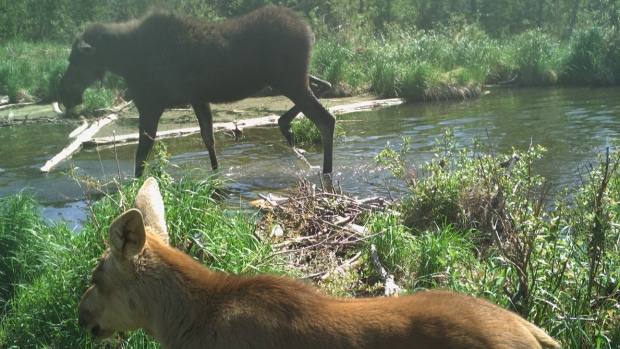 The Fort McKay First Nation shared these incredible wildlife images caught by motion-sensor cameras in the rugged, raw and pristine part of northern Alberta known as Moose Lake. (Courtesy Ryan Grandjambe/Fort McKay First Nation)