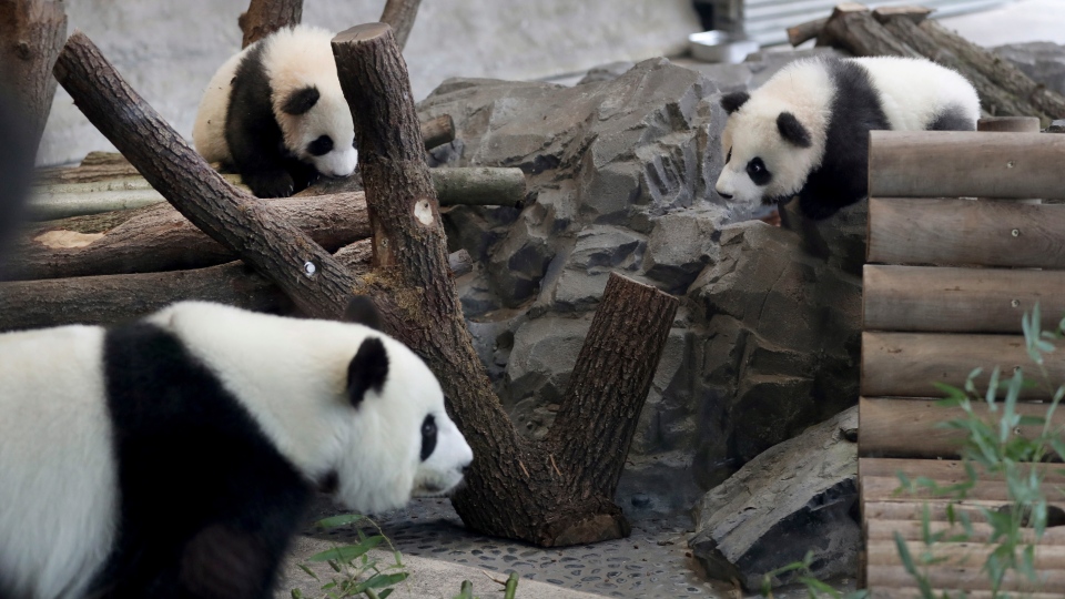 Berlin zoo's panda twins take their first public tumbles | CTV News