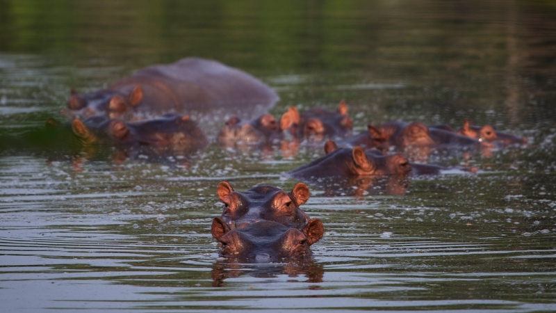 Hippos stay submerged in a lake at the Napoles Park in Puerto Triunfo, Colombia, Wednesday, Feb. 12, 2020. The hippos, that were originally brought to Colombia by the late Colombian drug baron Pablo Escobar as part of his personal zoo, have been taking over the countryside near his former ranch endangering native animals while also leaving farmers and fisherman fearing for their safety. (AP Photo/Ivan Valencia)