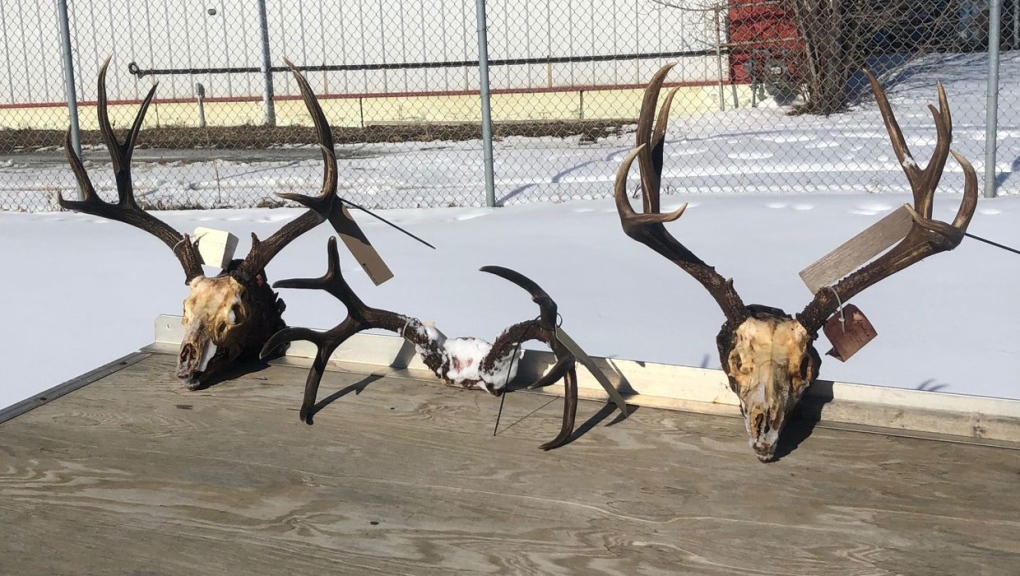 calgary, alberta, hunting, wildlife, licence, mule