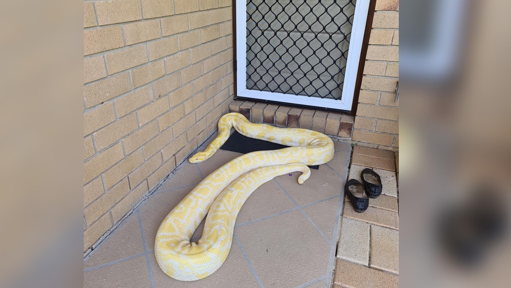 Massive python