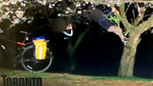 Man caught on Toronto's 'BloomCam' livestream climbing cherry blossom tree  | CTV News