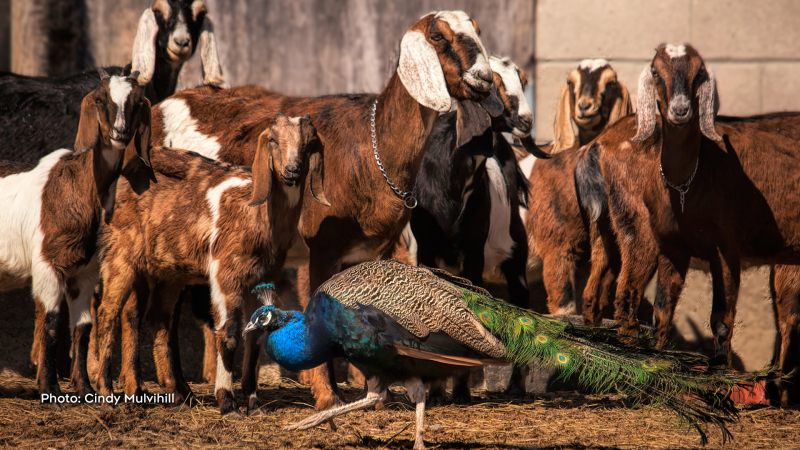 Goats poses for the photo, when the peacock decided to be included.
Taken on a farm in Rupert, Quebec. (Cindy Mulvihill/CTV Viewer)

