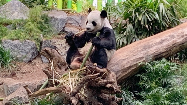 calgary-zoo-secures-fresh-bamboo-as-giant-pandas-return-to-china-delayed-ctv-news