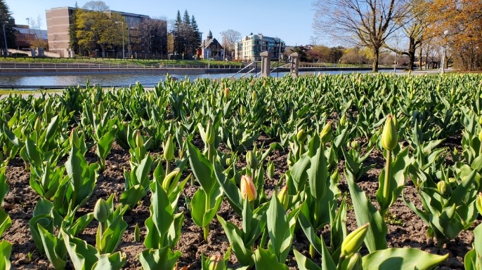 The temperature dipped to -4.6C Tuesday morning, setting a record for coldest May 12 in Ottawa history (Josh Pringle/CTV News Ottawa)