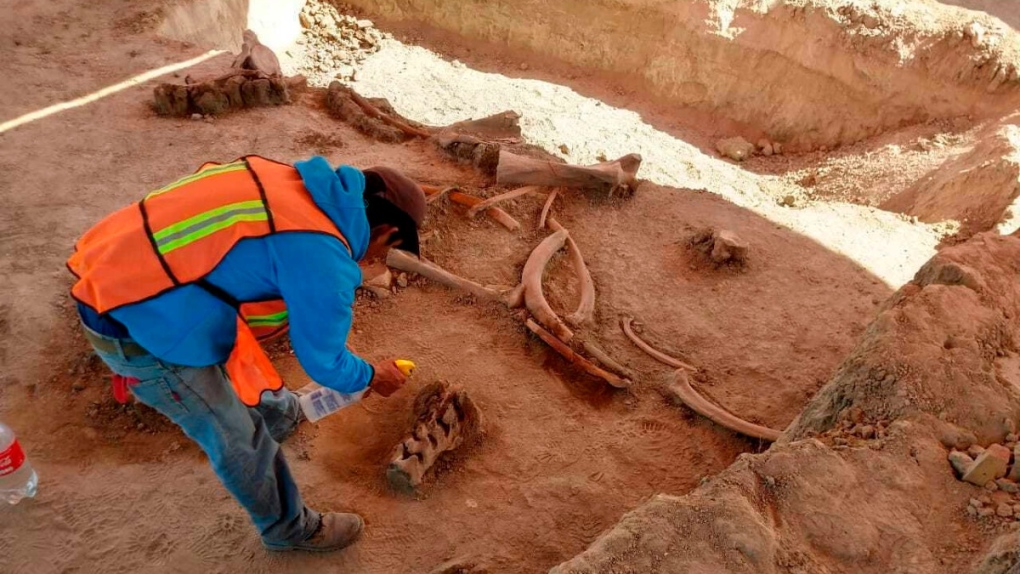 Excavating mammoth remains