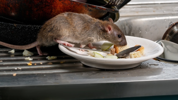 Montreal re-allows use of rat poison after home-infestation complaints