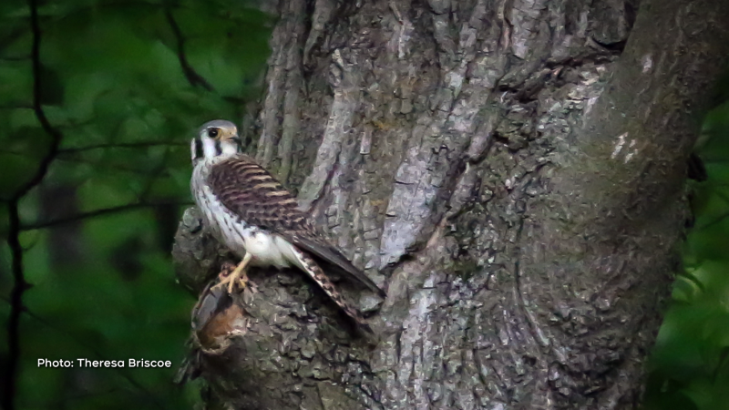 Female American Kestrel protecting her young in the nearby bird house, Renfrew, Ont. (Theresa Briscoe/CTV Viewer)
