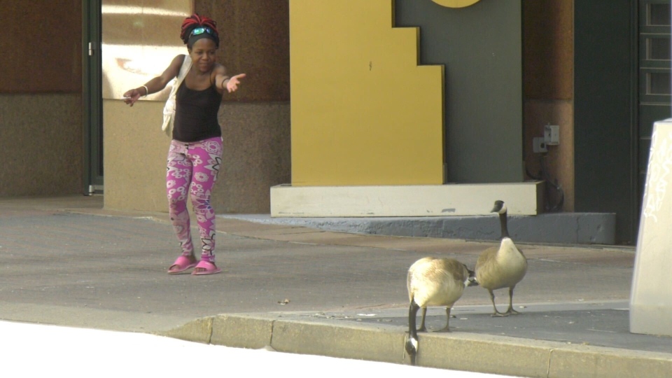 Canada geese claim downtown Edmonton corner | CTV News