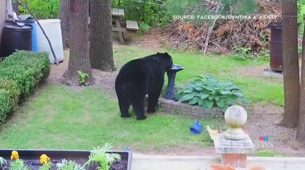 Nova Scotia sees uptick in reported bear sightings | CTV News