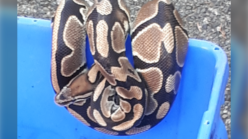 The same snake was reported missing in Victoria on July 2. It was located on Aug. 12 before going missing again in Saanich on Aug. 20: (Victoria Police)