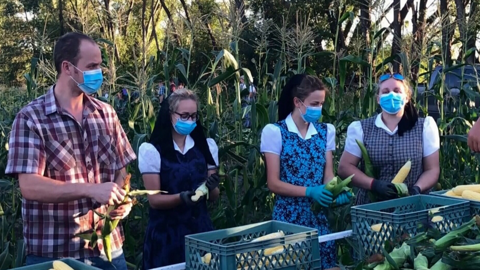 Hutterite colonies ramping up precautions as Manitoba COVID-19 cases rise |  CTV News