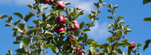 Ottawa weather - Autumn apples