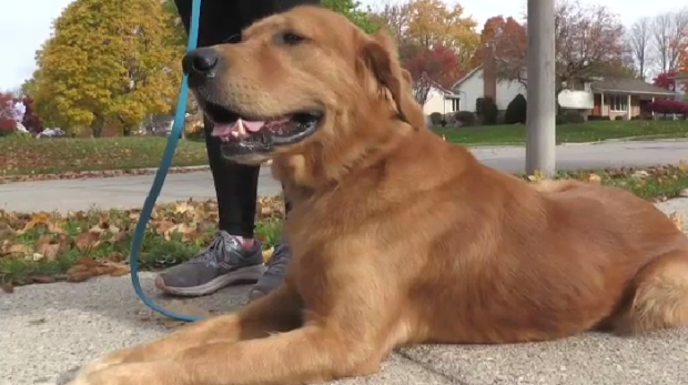 Tim Hortons Employee Refused Service To Montreal Man Because Of Service Dog  - MTL Blog
