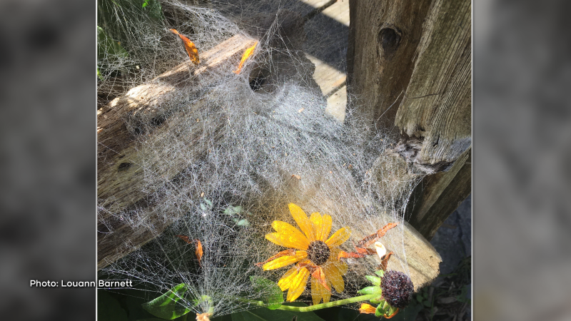 Spooky spider web - Happy Halloween! (Louann Barnett/CTV Viewer)