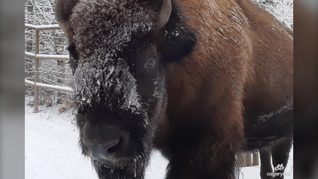 Calgary Zoo euthanized bison after health issues