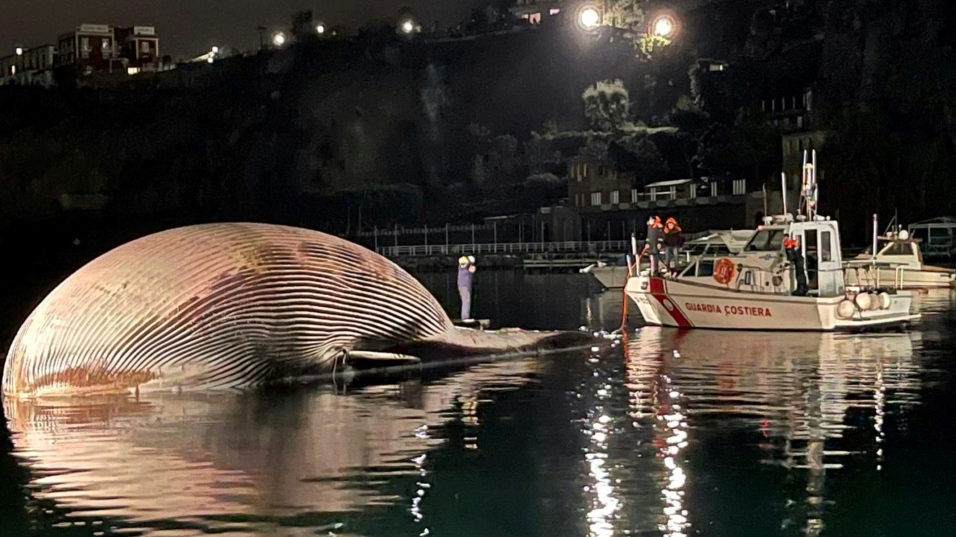 Italy whale