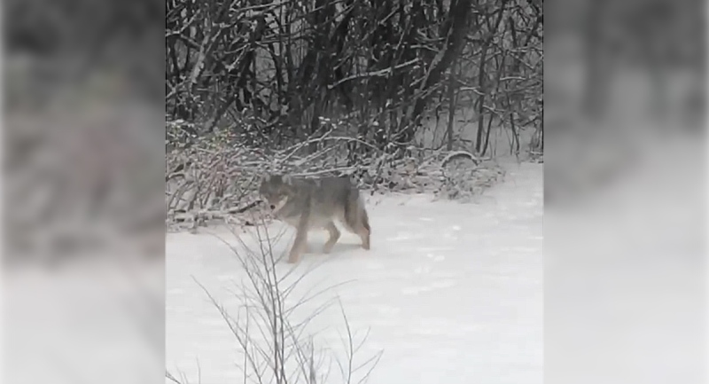 A coyote is seen in the Oakridge neighbourhood of London, Ont. in this viewer video sent on Wednesday, Jan. 27, 2021.