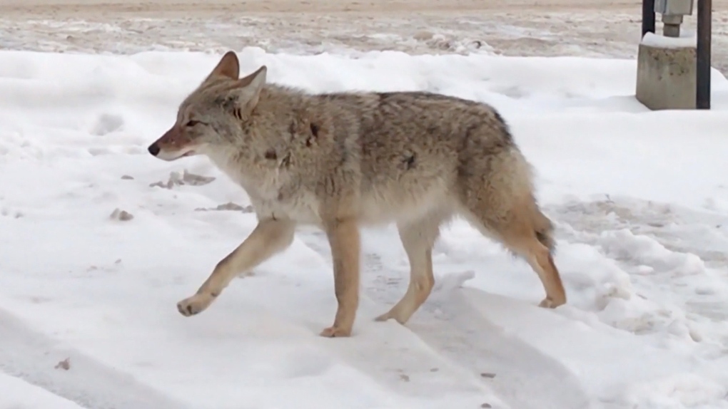 It's coyote mating season. Here is what you need to know to protect your  pets