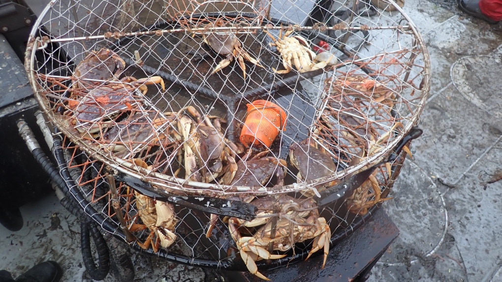 337 illegal crab traps seized in just 5 days off B.C. coast