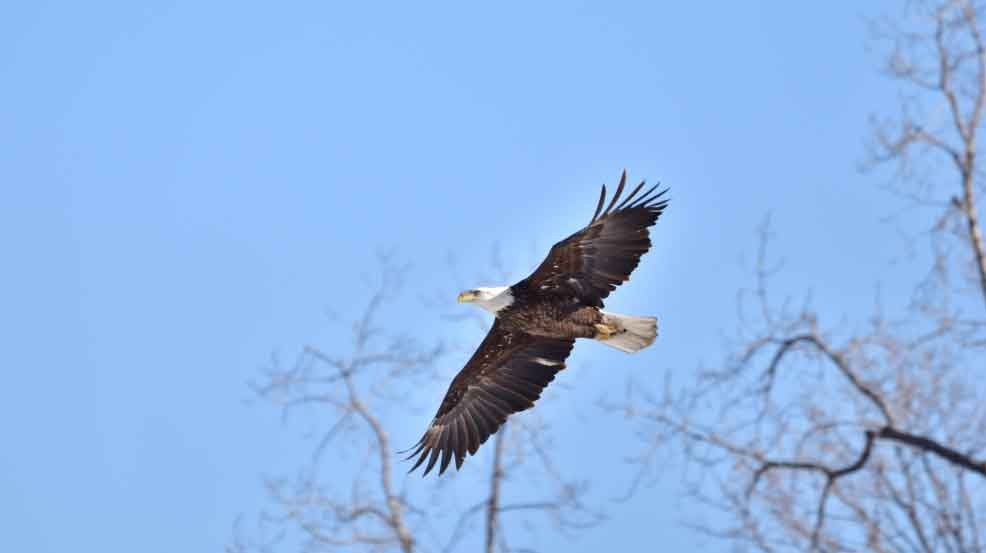 manitoba birding