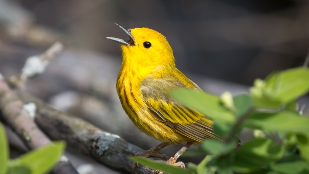 These songbirds may face bigger problems than we thought from climate ...