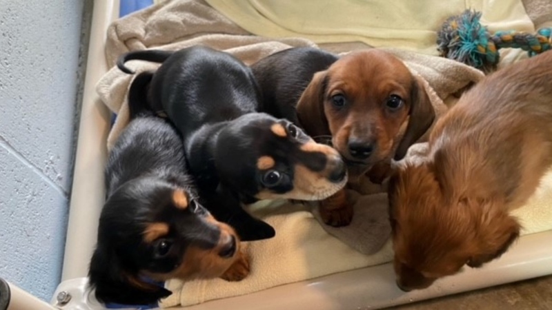 Puppies seized by B.C. SPCA.