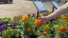 Ranunculus for sale at Sunset Nursery in Pembroke, Ont. (Dylan Dyson/CTV News Ottawa)
