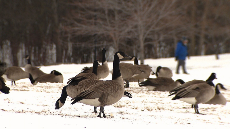 Canadian geese