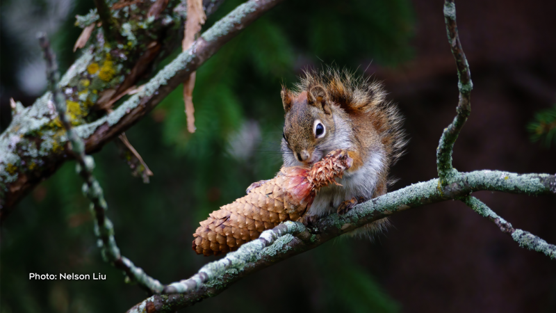Red squirrel enjoying a pine cone. (Nelson Liu/CTV Viewer)