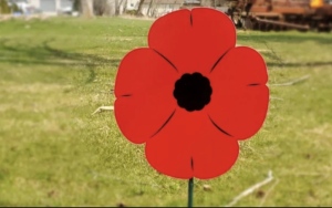 Lawn poppy campaign started in London's Lambeth community is 