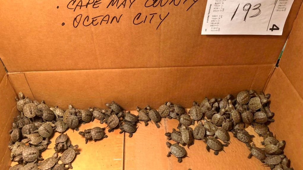 rescued baby turtles in a box