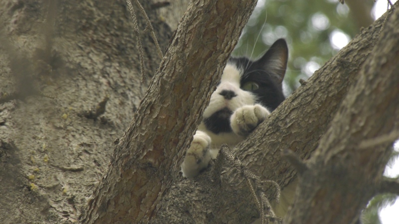 A SaskPower worker rescued a cat from a tree Wednesday (Colton Wiens/CTV Regina)