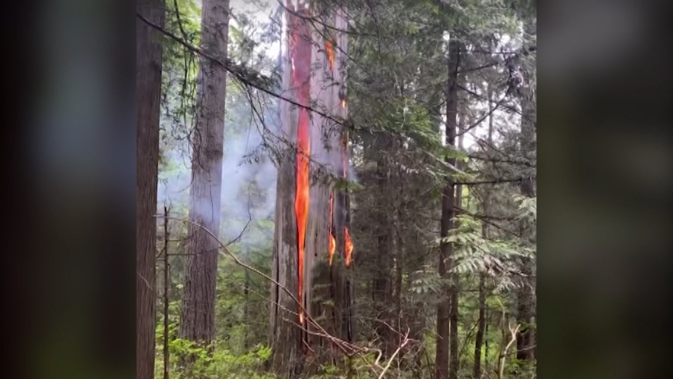 Fire at Stanley Park