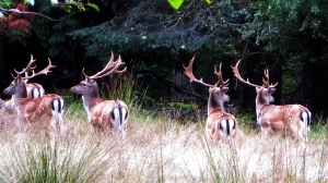 European fallow deer on Sidney Island, north of Victoria. (Parks Canada)