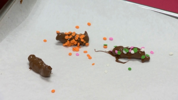 Maryland candy company cooking up chocolate covered cicadas | CTV News