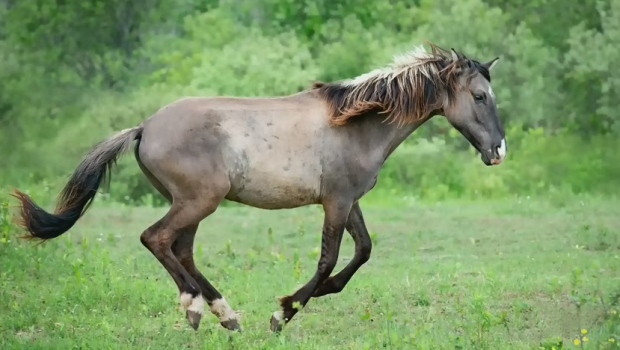 Saving the Ojibwe spirit horses | CTV News