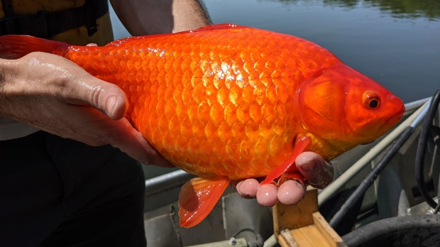 Animali indesiderati: il pesce rosso gigante appare nei corsi d'acqua del  Minnesota