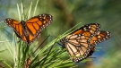 Butterflies land on branches at Monarch Grove Sanctuary in Pacific Grove, Calif., Wednesday, Nov. 10, 2021. (AP Photo/Nic Coury) 