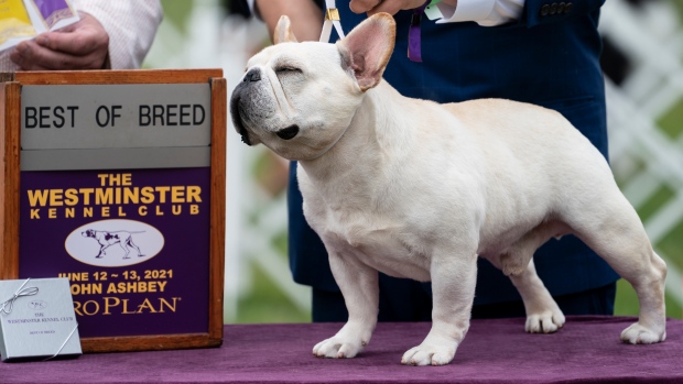 COVID-19 postpones Westminster Kennel Club's annual dog show